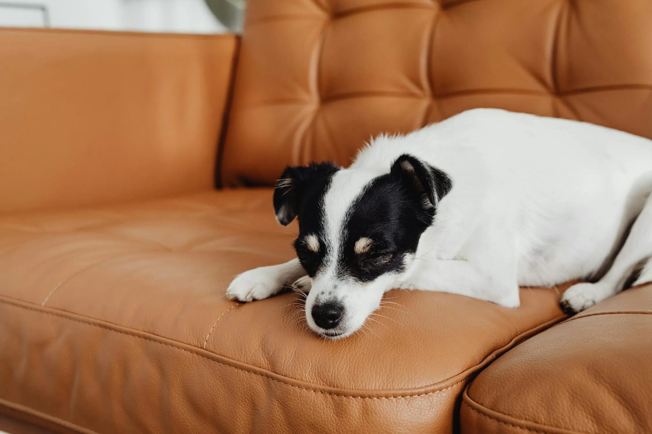 Black and White Dog Sleeping Quietly on Brown Couch Image