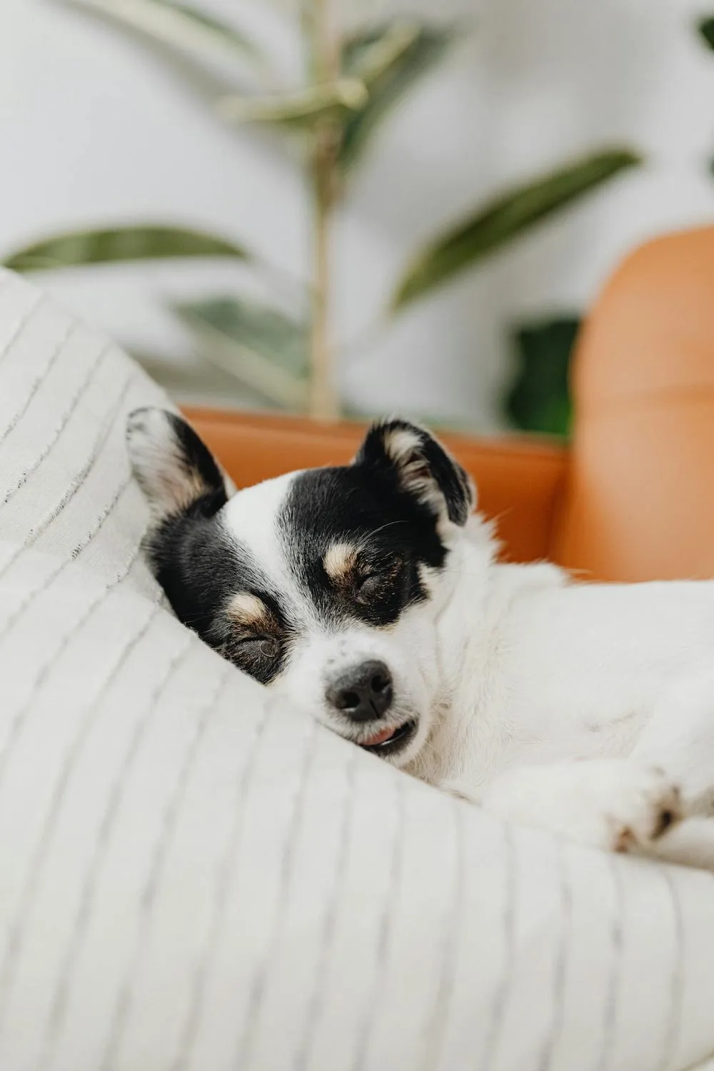 Black and White Dog Sleeping with Head on White Pillow