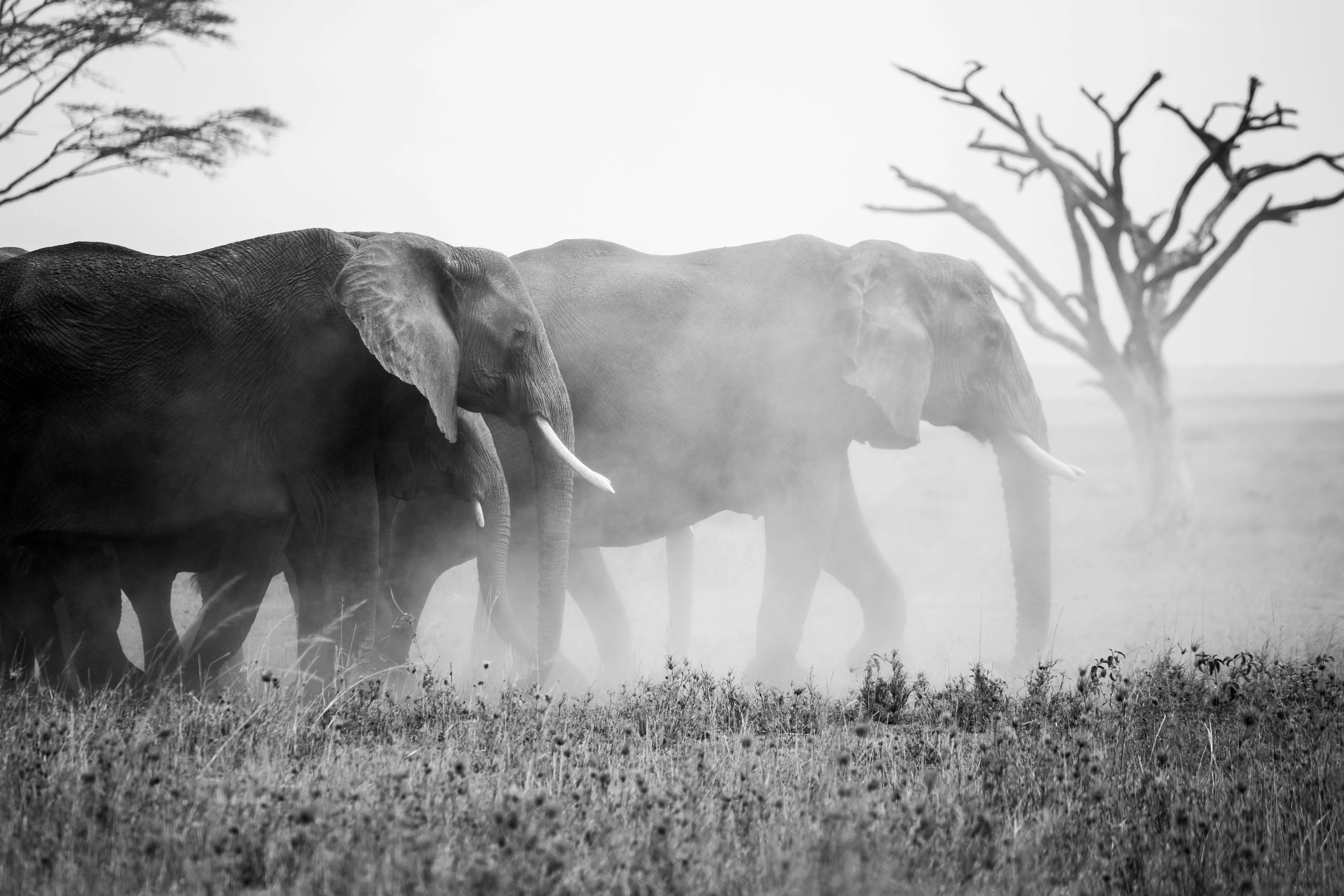Black and White Elephant Herd Standing on Open Plain