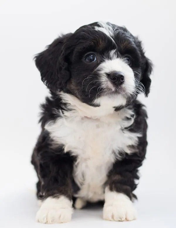 Black and White Fluffy Puppy Sitting on Clean White Floor