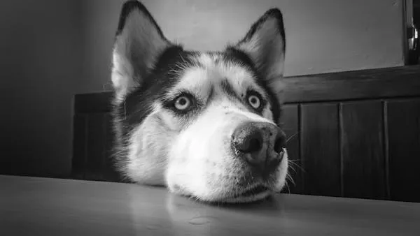 Black and White Husky Puppy Resting Head on Wooden Table