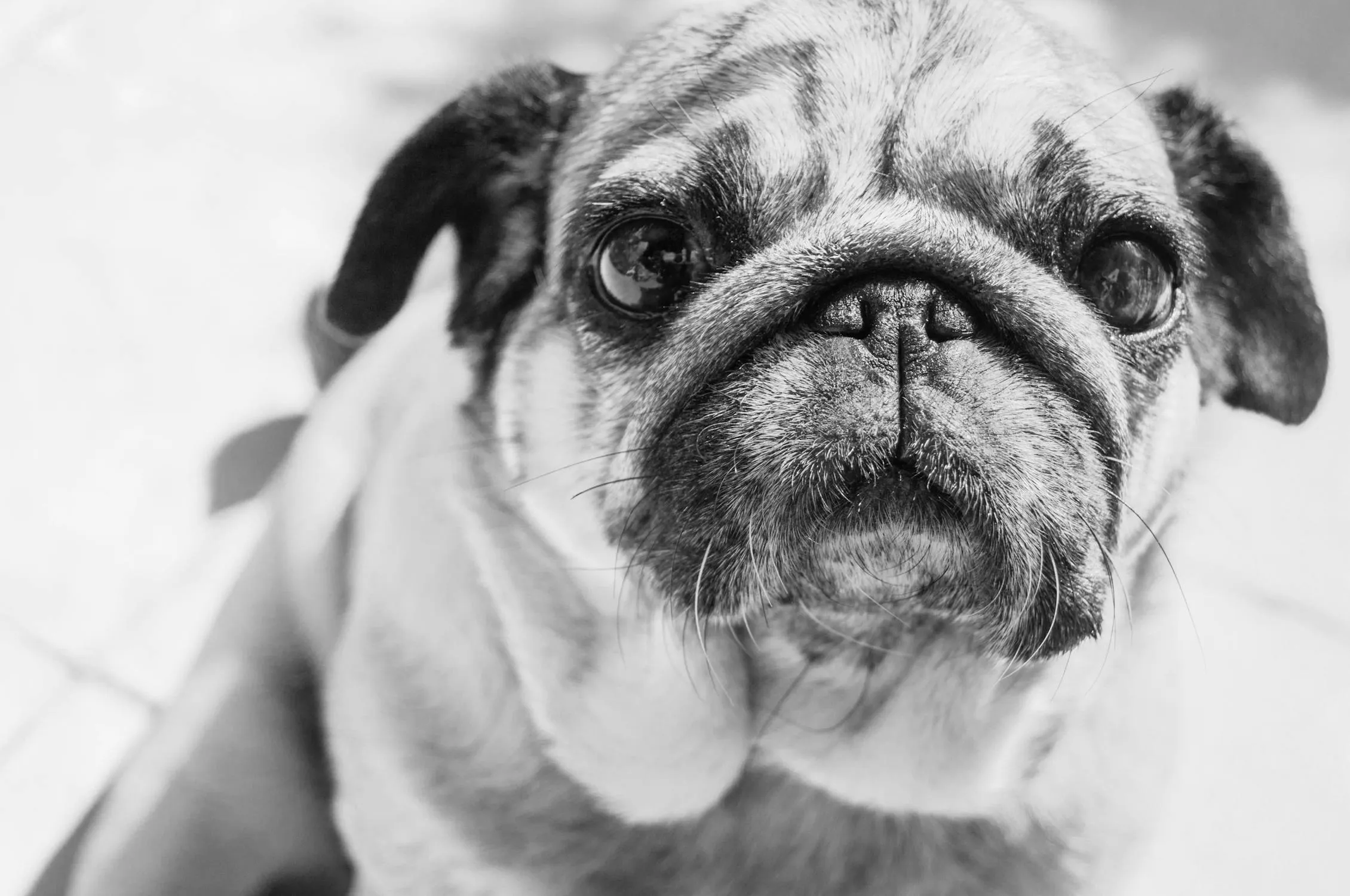 Black and White Image Of a Pug Looking Into the Camera