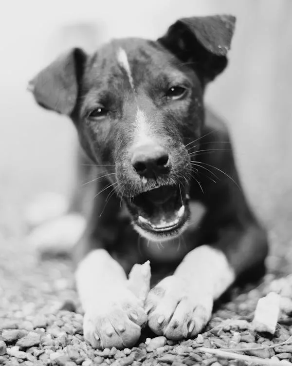 Black and White Photo Of a Dog Chewing a Bone on Gravel