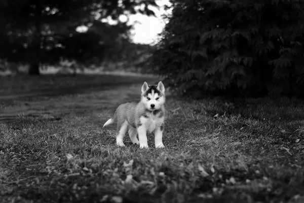 Black and White Photo Of a Husky Puppy Standing Alone