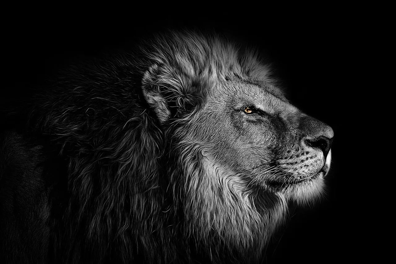 Black and White Portrait of Male Lion in Darkness Wallpaper