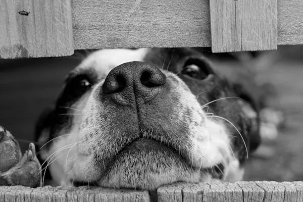 Black and White Puppy Looking Adorably Under Wooden Fence