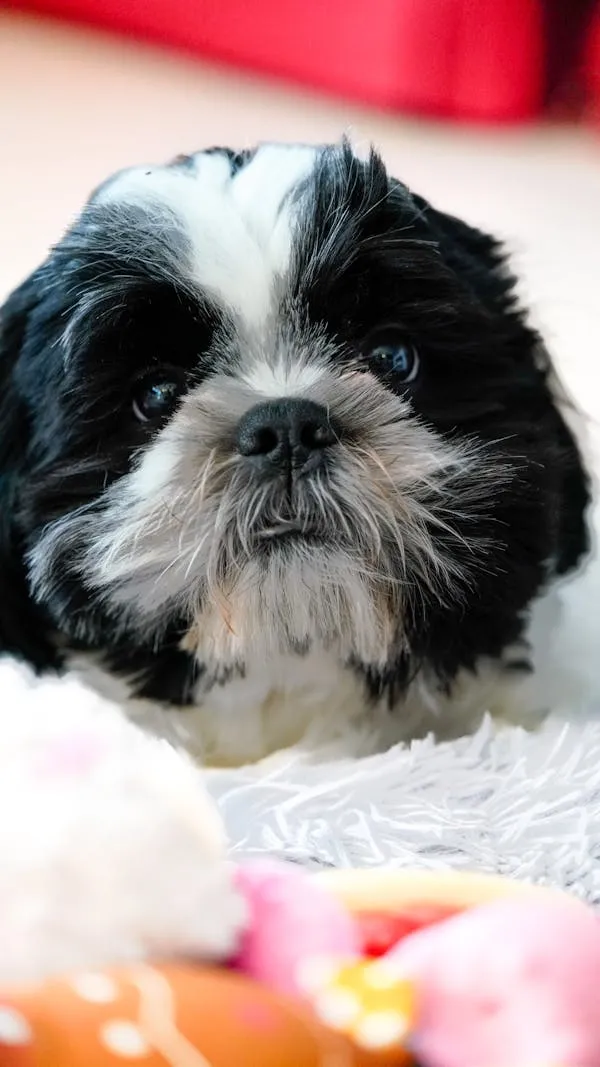 Black and White Puppy Lying on Soft White Blanket Image
