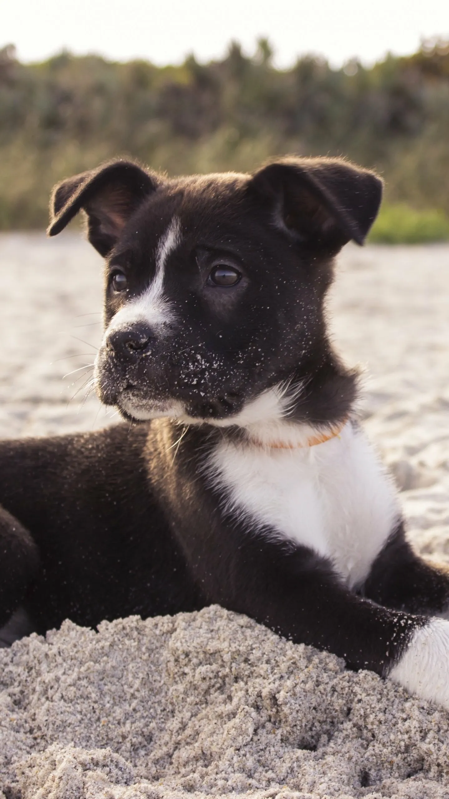 Black and White Puppy Playing in the Sand Near a Beach