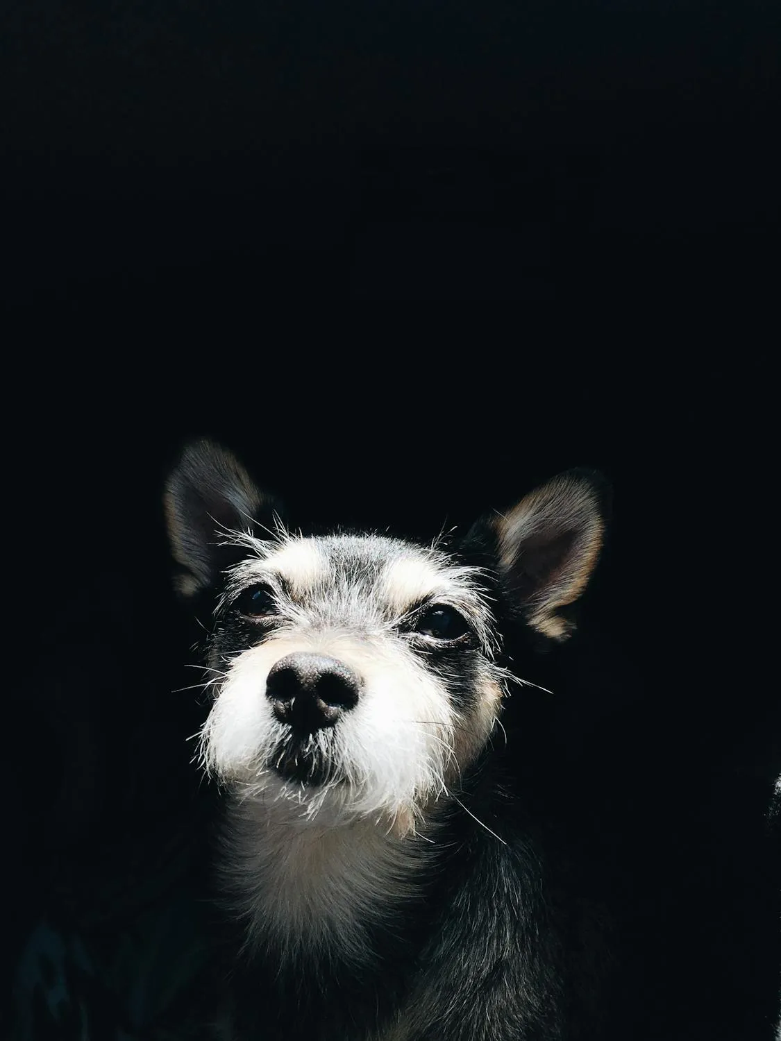 Black and White Puppy Posing Against a Dark Light Image