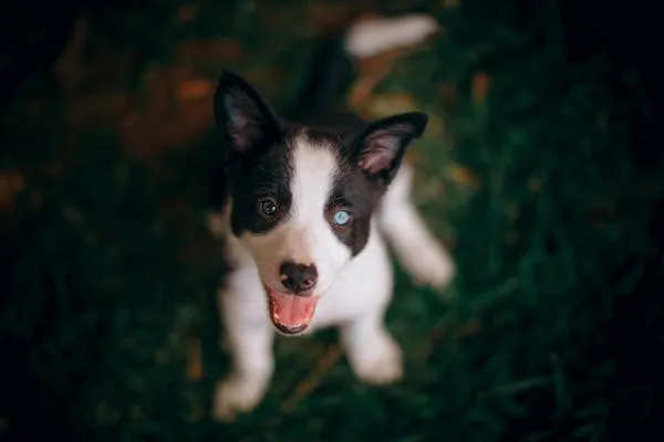 Black and White Puppy Posing For the Camera Free Wallpaper