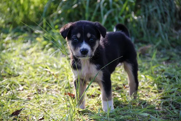 Black and White Puppy Standing and Looking with Cute Eyes