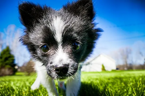 Black and White Puppy Standing on Grass Under Blue Sky Image