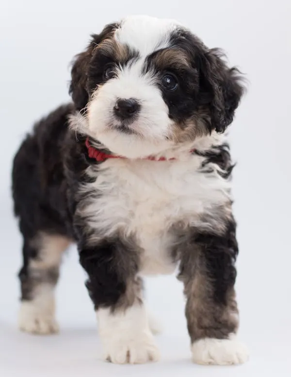 Black and White Puppy Standing on White Background Image