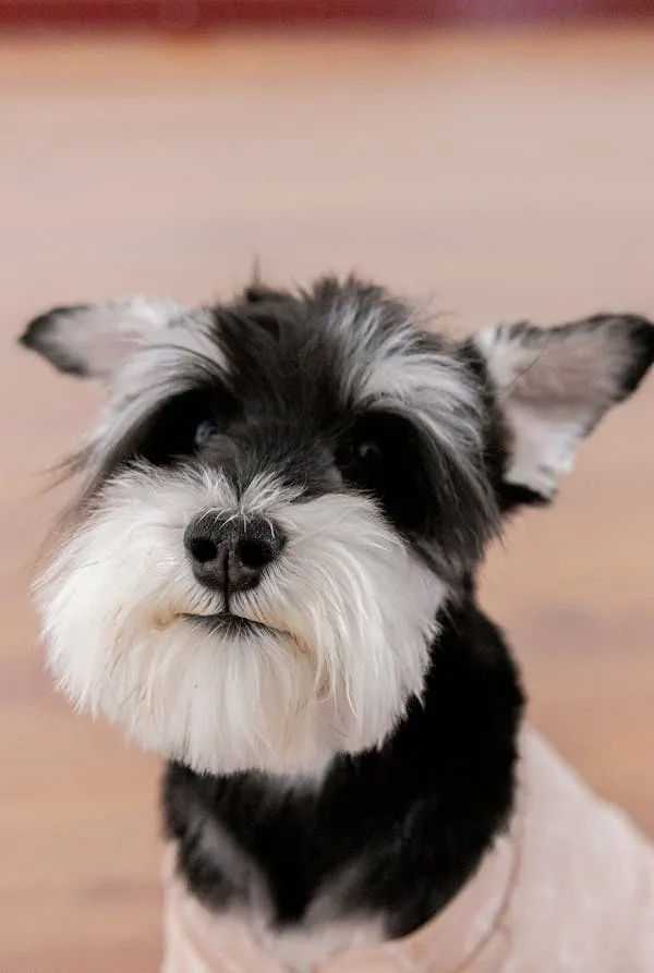Black and White Schnauzer Dog Looking at the Camera Hd