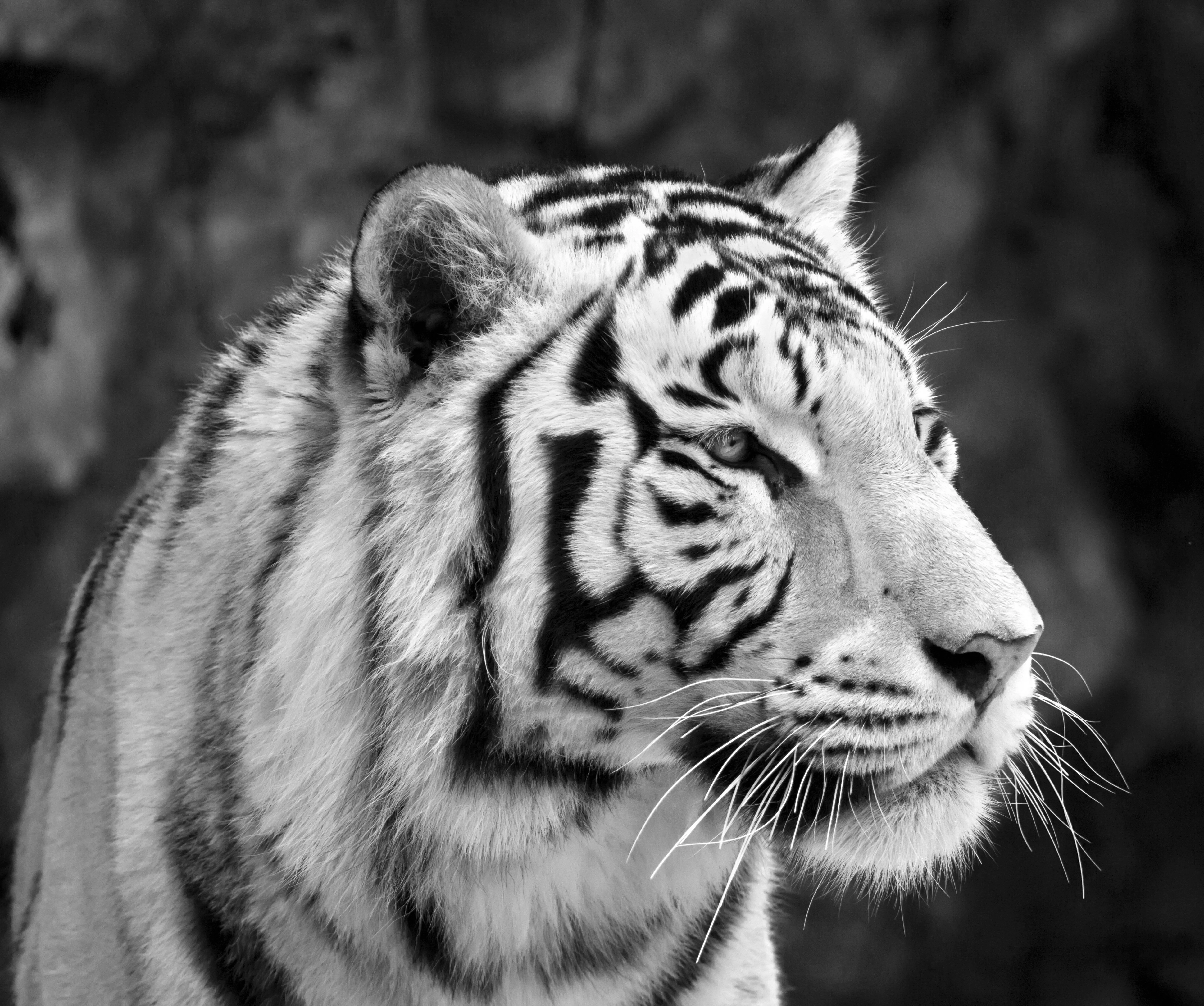 Black and white tiger portrait in dramatic lighting
