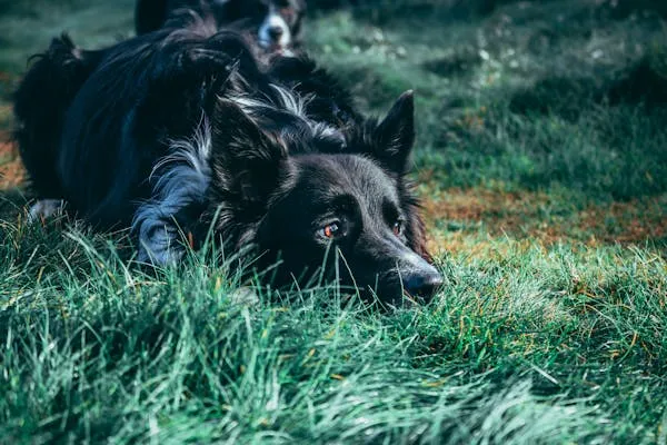 Black Border Collie Lying in the Grass with Attentive Eyes