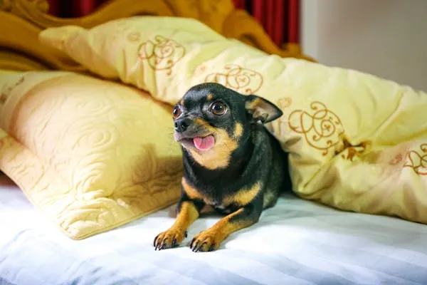 Black Chihuahua Resting on Warm Bed with Pillows Image