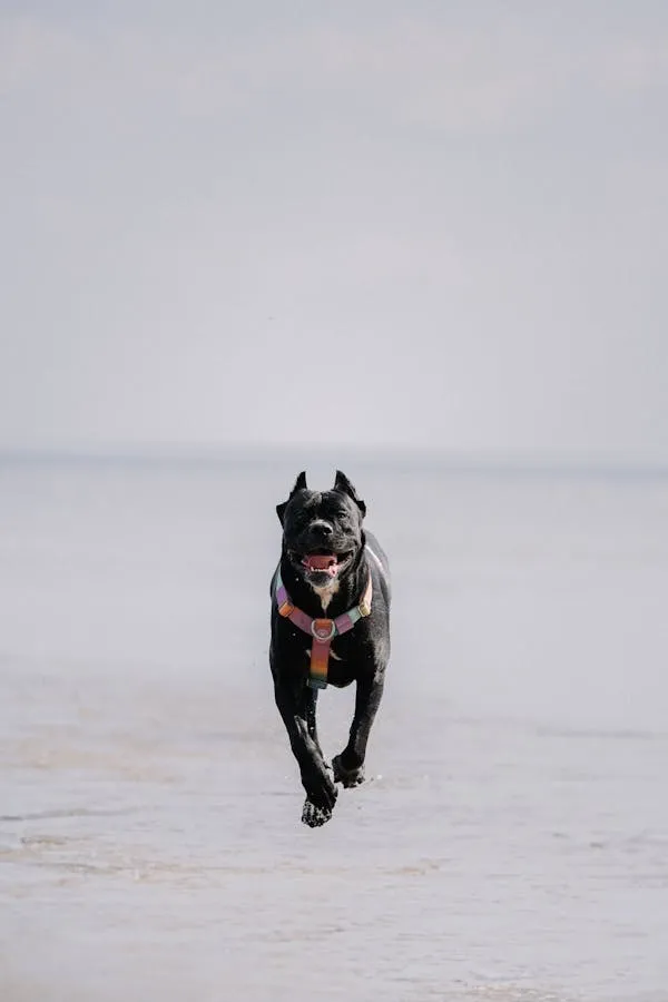 Black Dog Joyfully Running Through Water Free Wallpaper