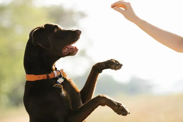 Black Dog Sitting Up To Catch Food From Owner Hand Hd