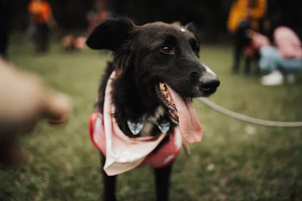 Black Dog Wearing a Pink Scarf with Blurred Background Hd