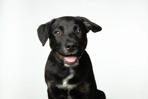Black Dog with White Chest Fur Posing on a White Background