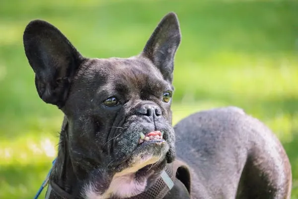 Black French Bulldog Standing Alert on a Sunny Green Lawn