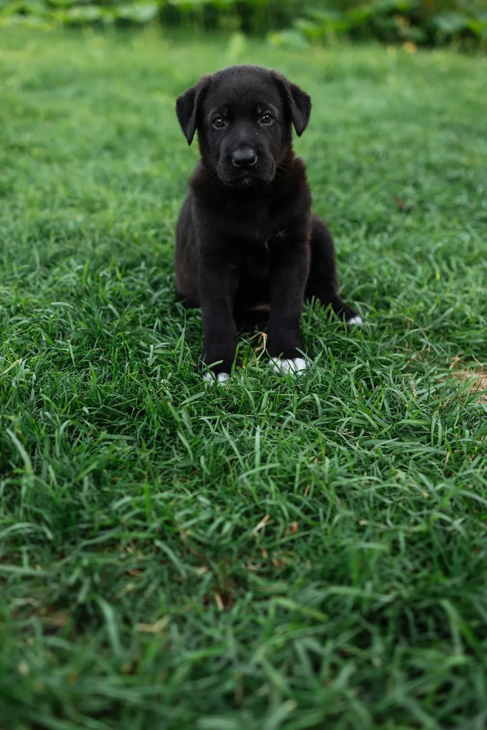 Black Labrador Puppy Sitting on Lush Green Grass Hd Image