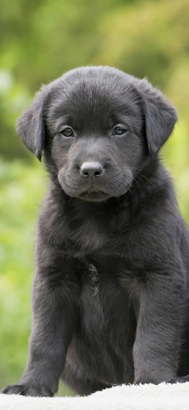 Black Labrador Puppy Sitting Outside Alone Free Wallpaper