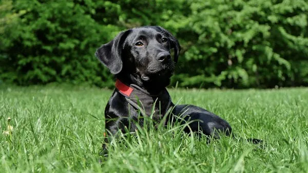 Black Labrador Retriever Puppy Relaxing on Green Grass