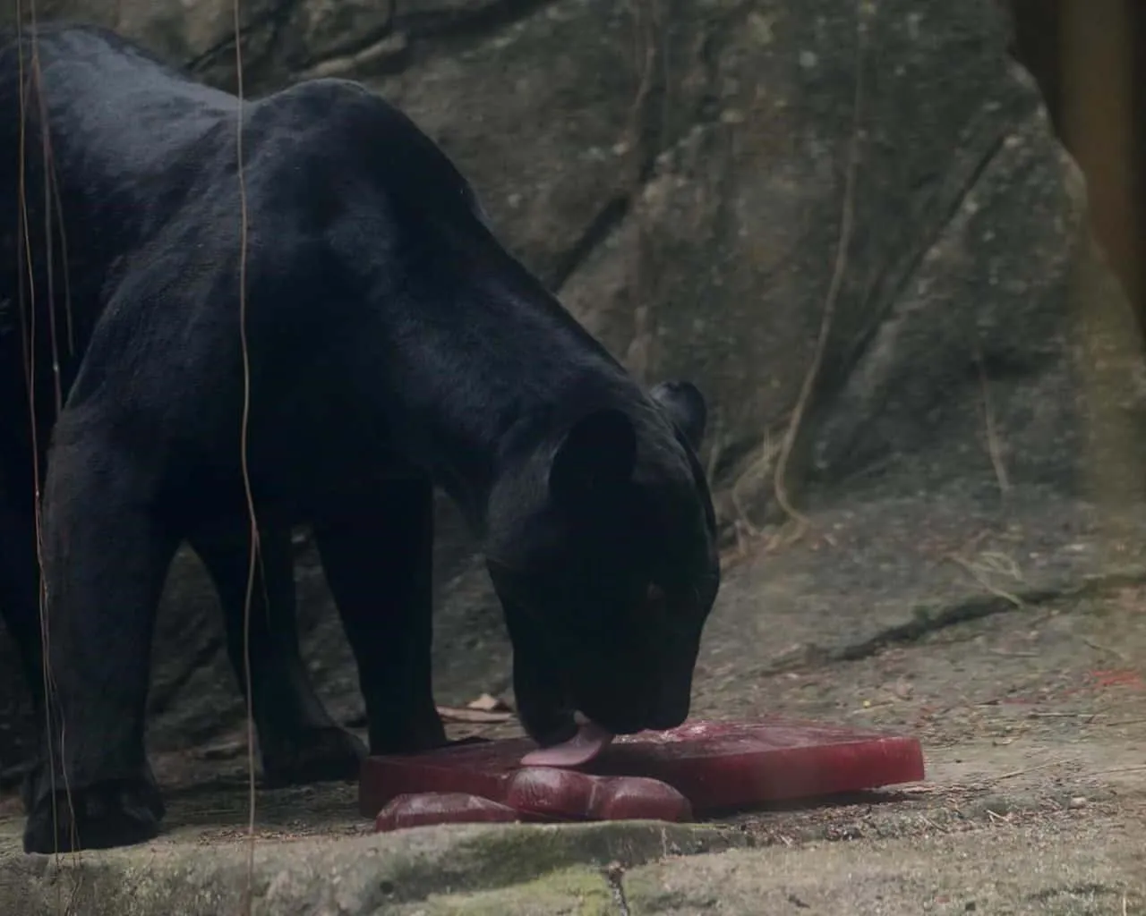 Black panther enjoying a frozen blood treat in the zoo