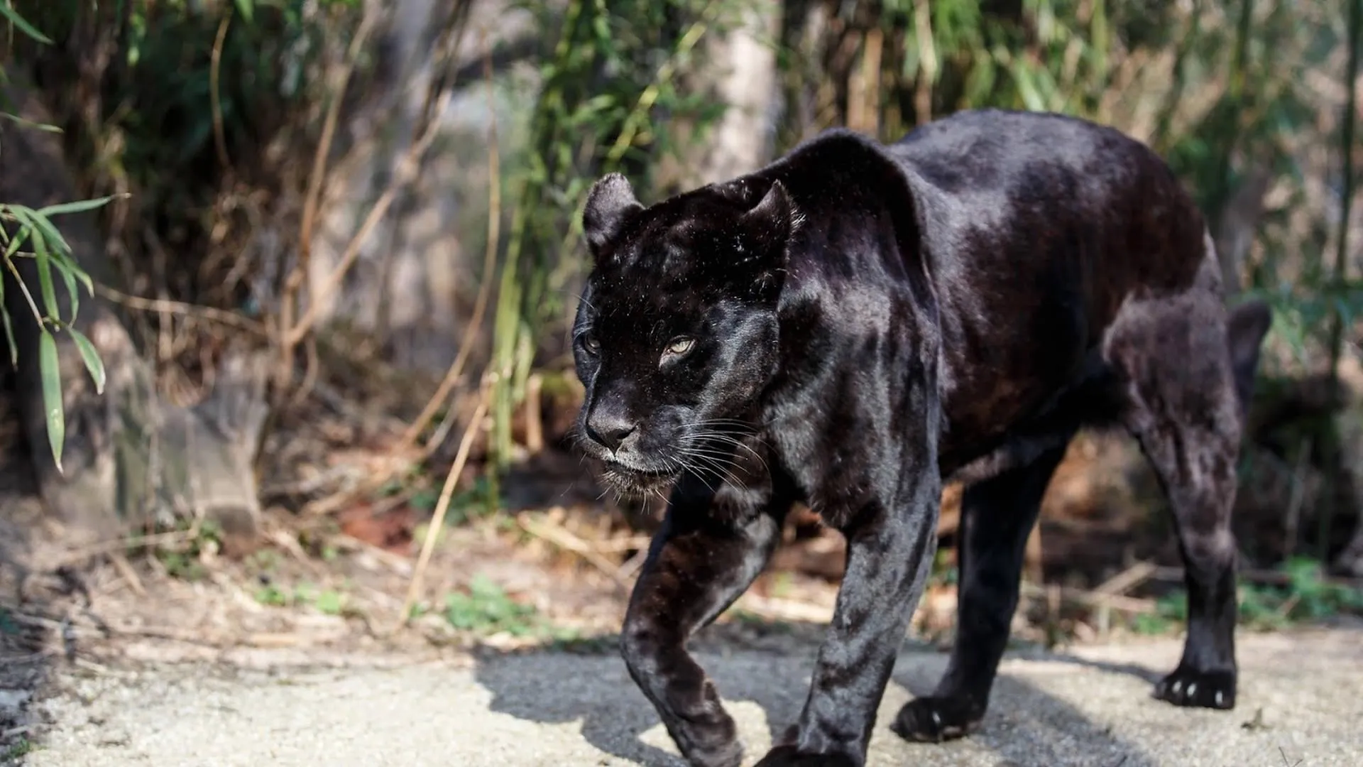 Black Panther Walking Confidently Through Jungle Path