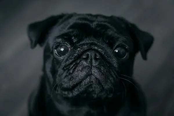 Black Pug Looking Directly Into the Camera Free Wallpaper