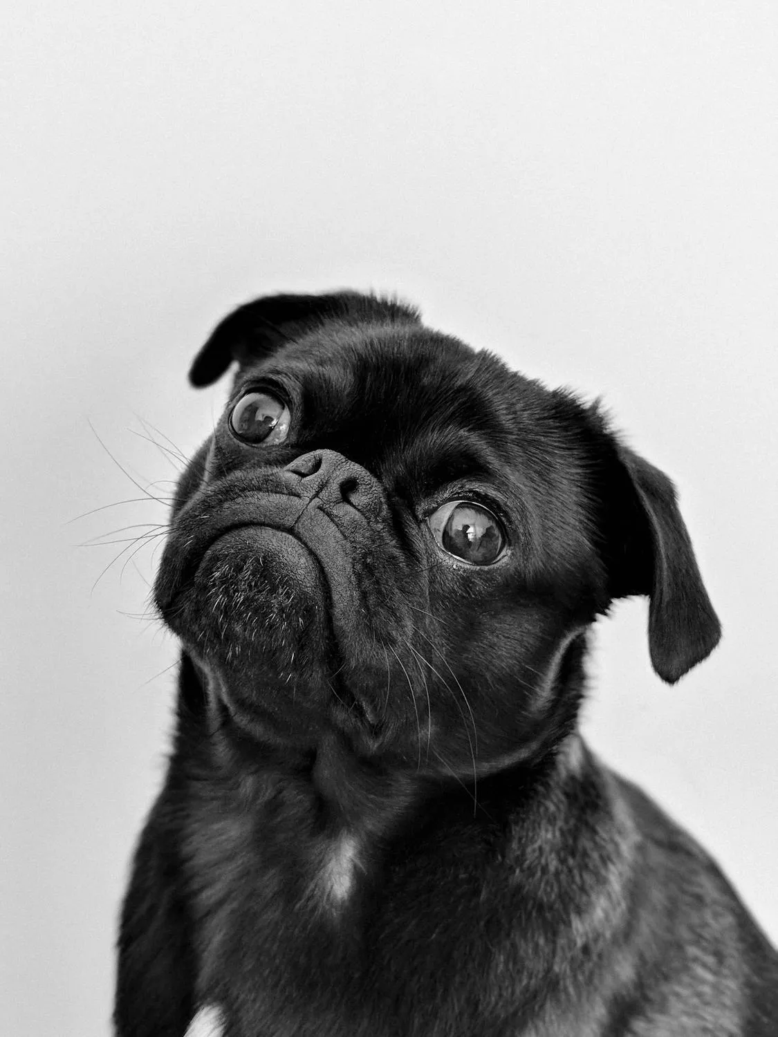 Black Pug Puppy Staring Upward with Big Wrinkled Forehead
