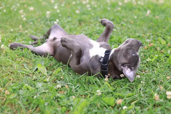 Black Puppy Rolling on Grass Playing Happily Outside Image