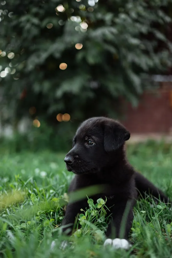 Black Puppy Sitting Alone on Green Grass Free Hd Wallpaper