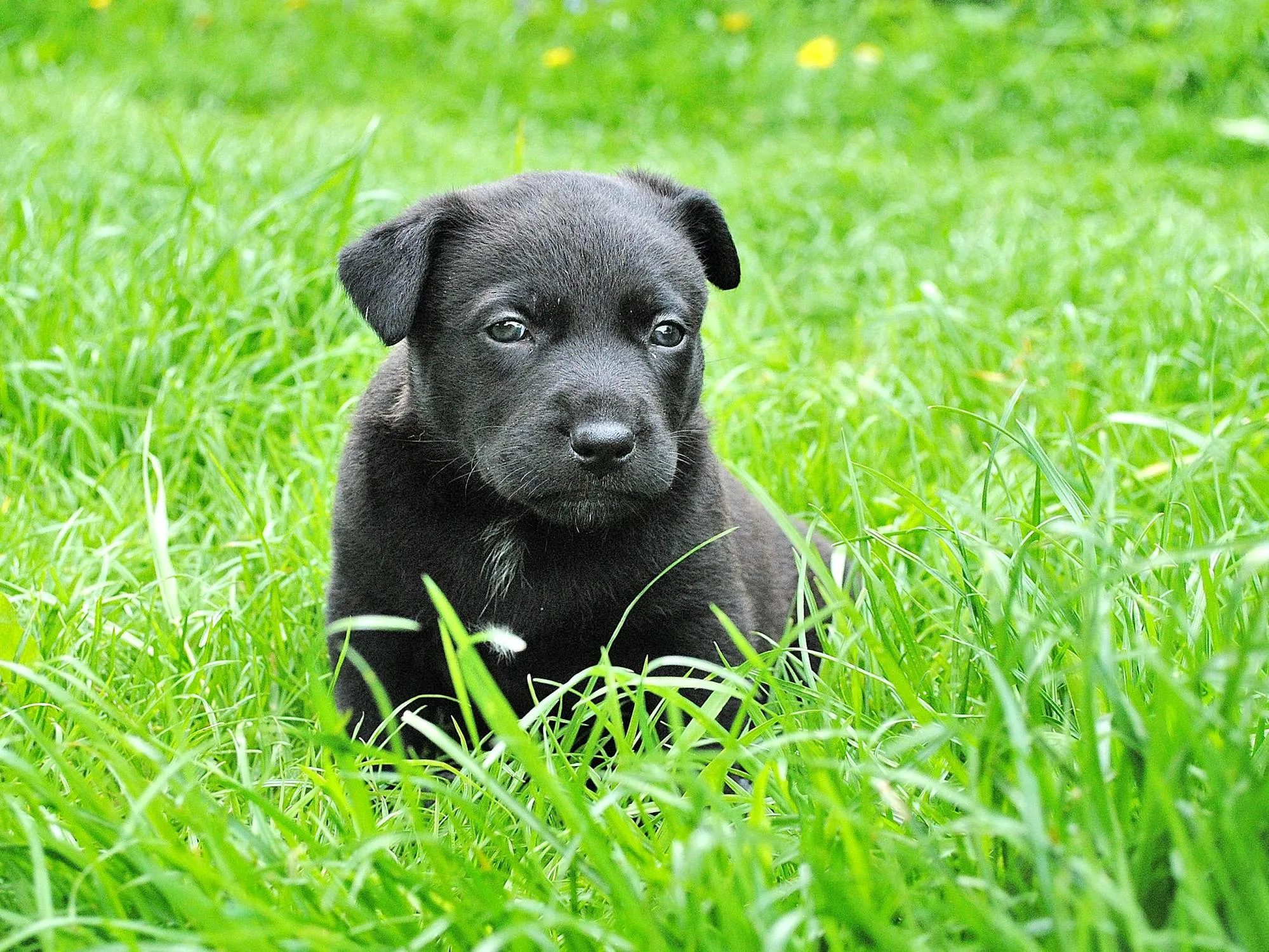 Black Puppy Sitting in Fresh Green Grass Looking Curious