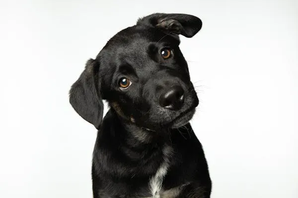 Black Puppy Tilting Head While Looking Into the Camera