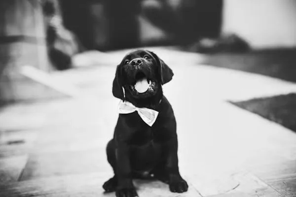 Black Puppy Wearing a Bow Tie Sitting on the Floor Wallpaper