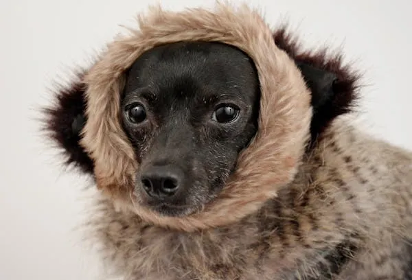 Black Puppy Wearing a Furry Hood Looking at the Camera