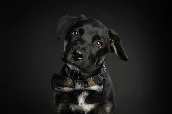 Black Puppy with Bow Tie Posing on a Dark Background Hd