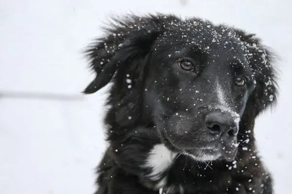 Black Puppy with Snowflakes Sitting in Cold Winter Hd