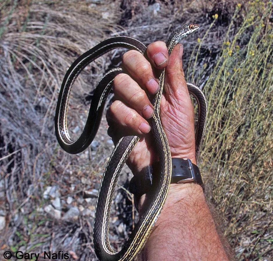 Black Snake Coiled on Arm in Close Up Handheld Shot
