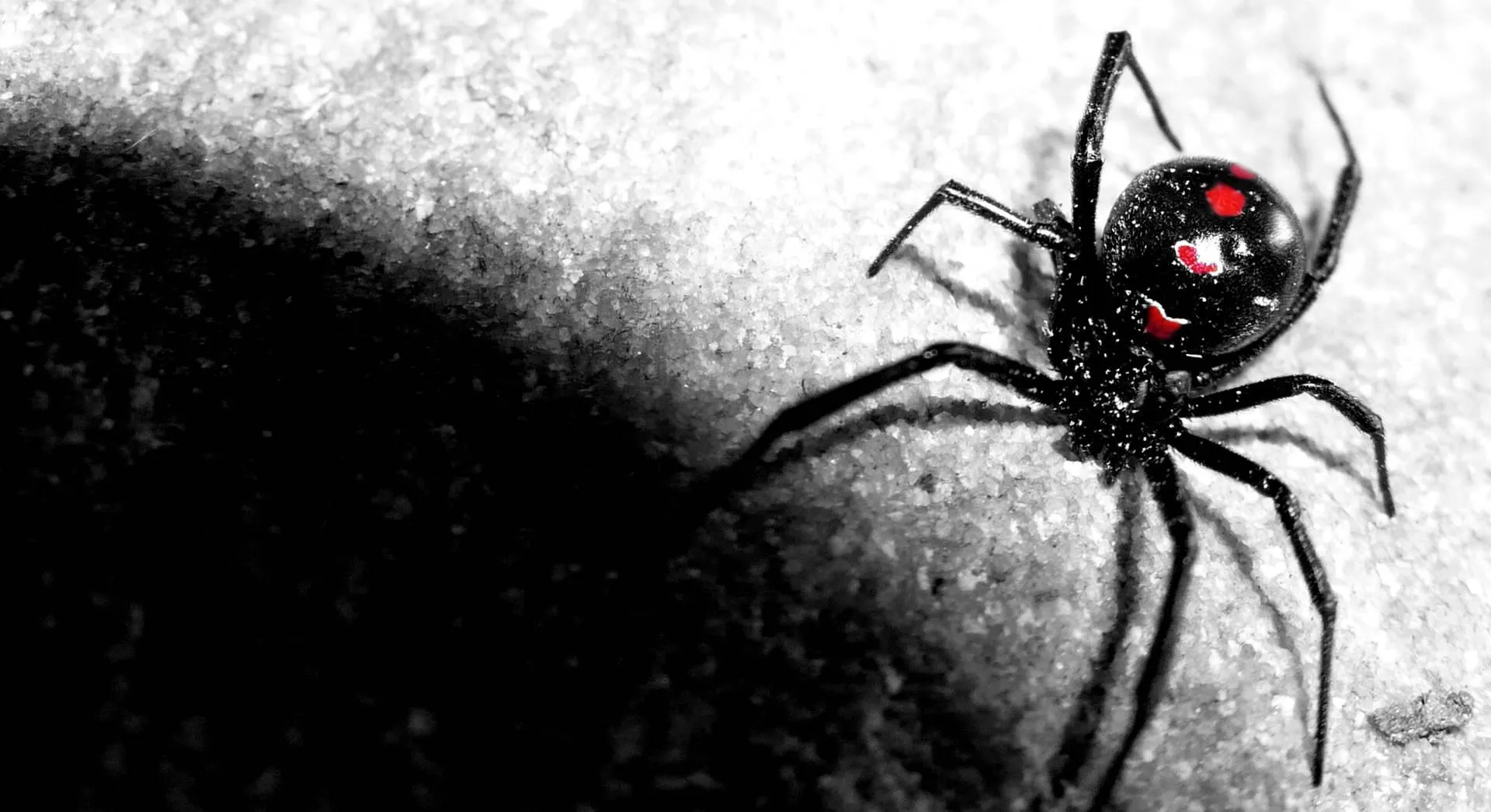Black spider close up on its delicate web Wallpaper