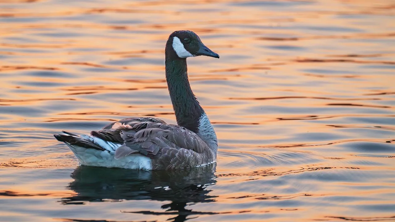 Black swan floating calmly in a blue lake Wallpaper