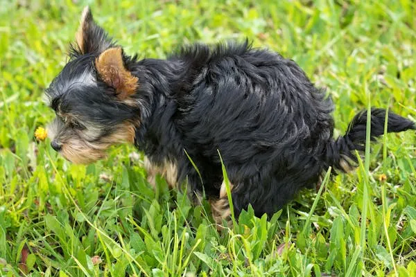 Black Yorkshire Terrier Pooping on Green Grassy Field Image