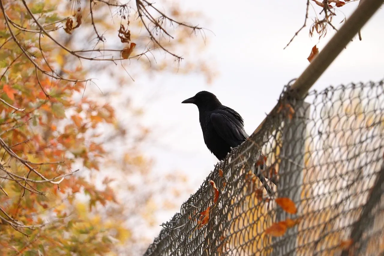 Blackbird Sitting on Wire Fence with Autumn Leaves