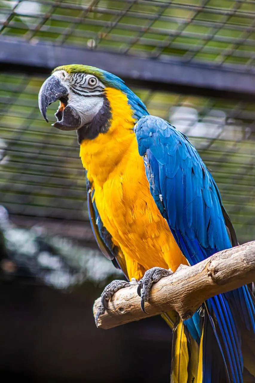 Blue and Yellow Macaw Parrot Sitting on a Branch Wallpaper