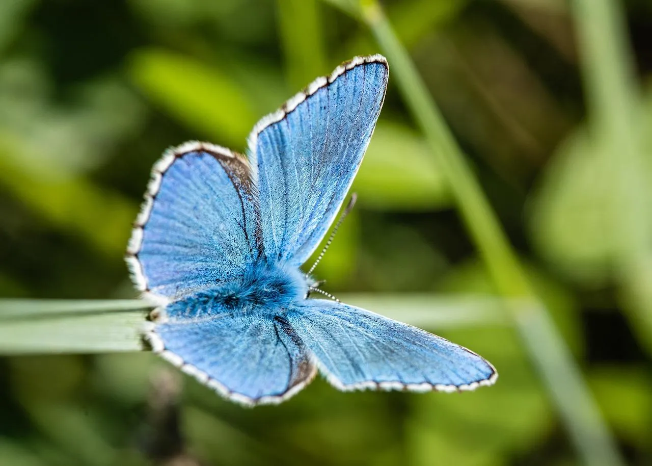 Blue butterfly resting on a green leaf in natural light