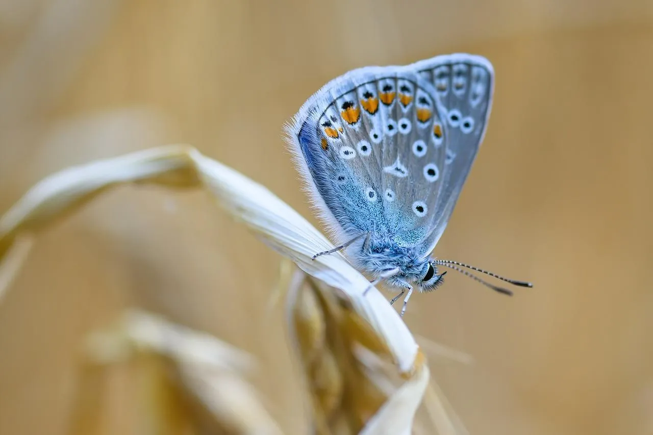 Blue Butterfly Resting on Leaf in Garden Wallpaper