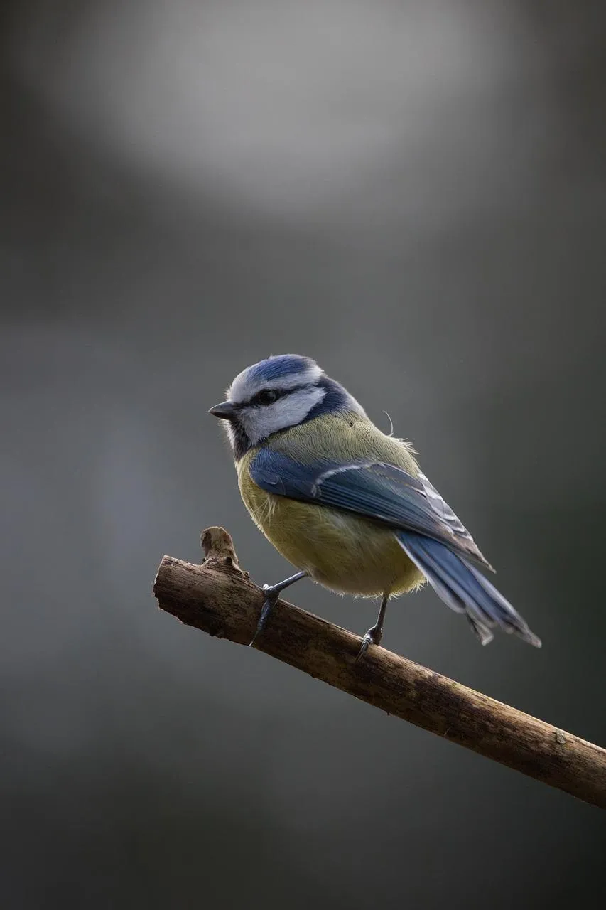 Blue jay bird perched on a branch with a blurred background